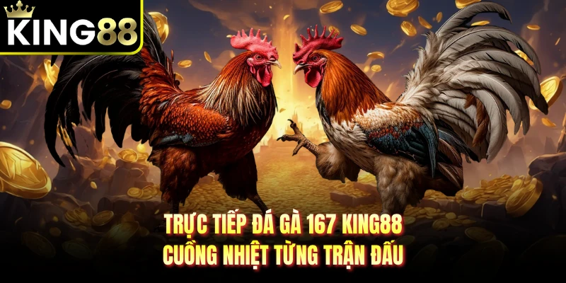 Trực Tiếp Đá Gà 167 KING88 - Cuồng Nhiệt Từng Trận Đấu